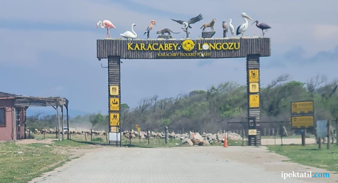 karacabey longozu