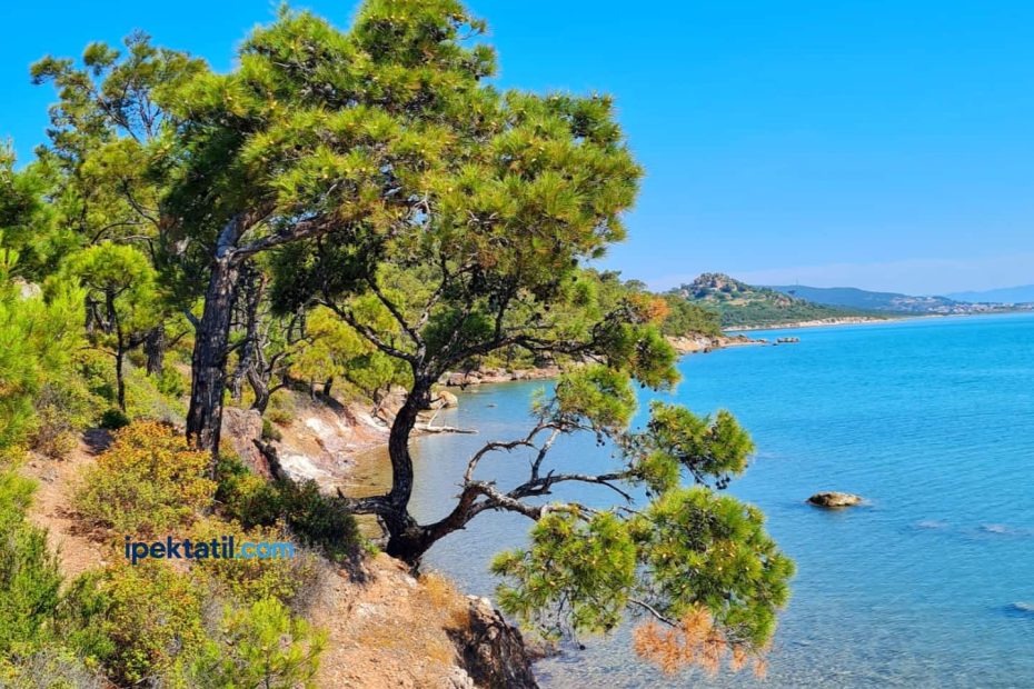 Ayvalık Murat Reis Koyu