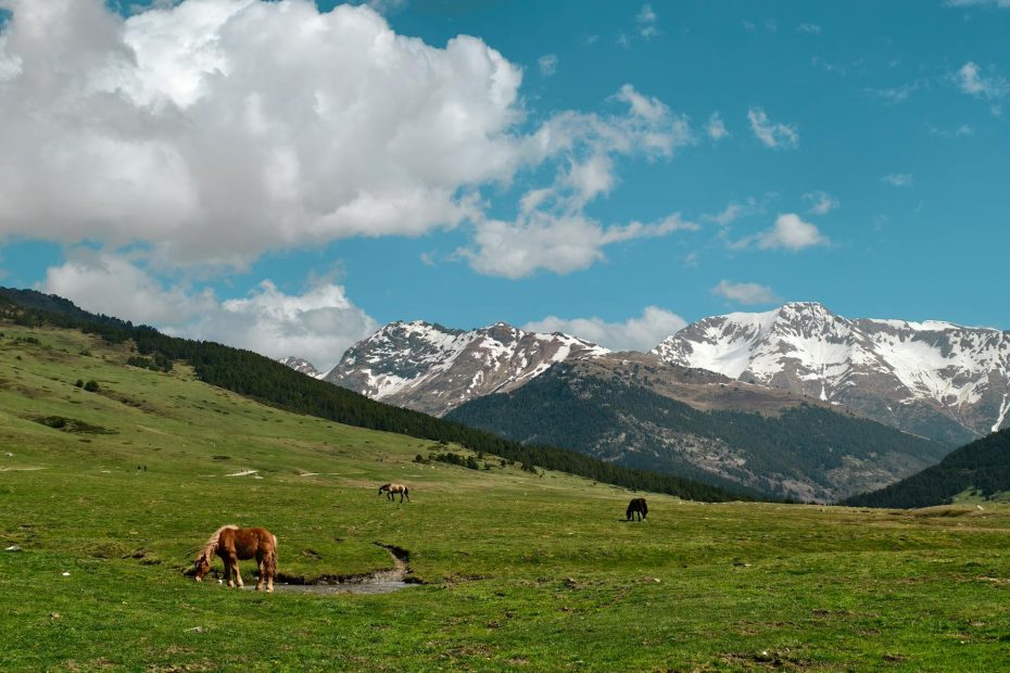 Artvin’in en güzel yaylaları