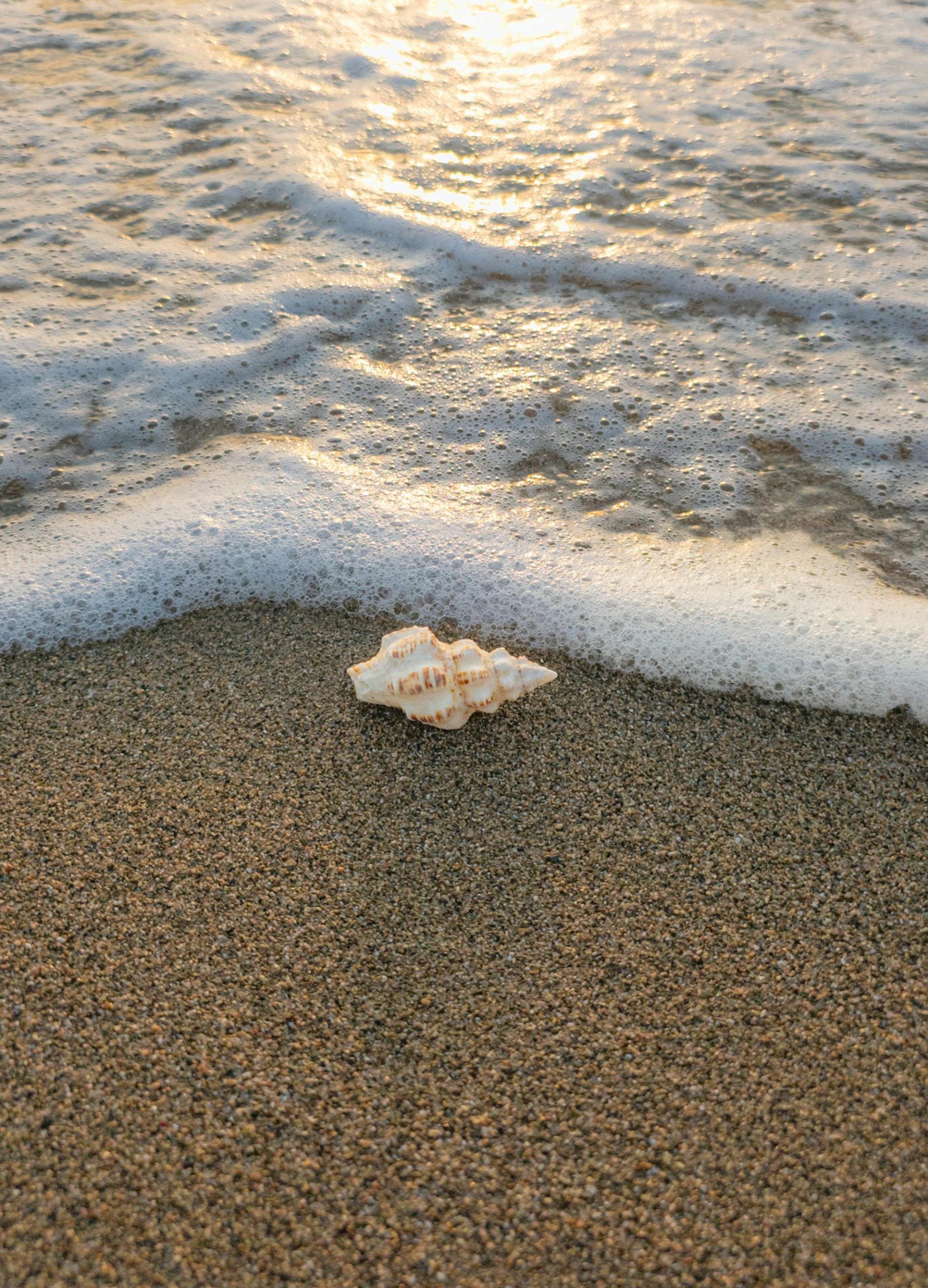 iPhone duvar kağıdı deniz dalga deniz kabuğu 4K arka plan