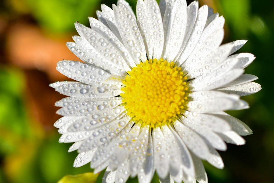 iPhone duvar kağıdı beyaz çiçek 4K arka plan