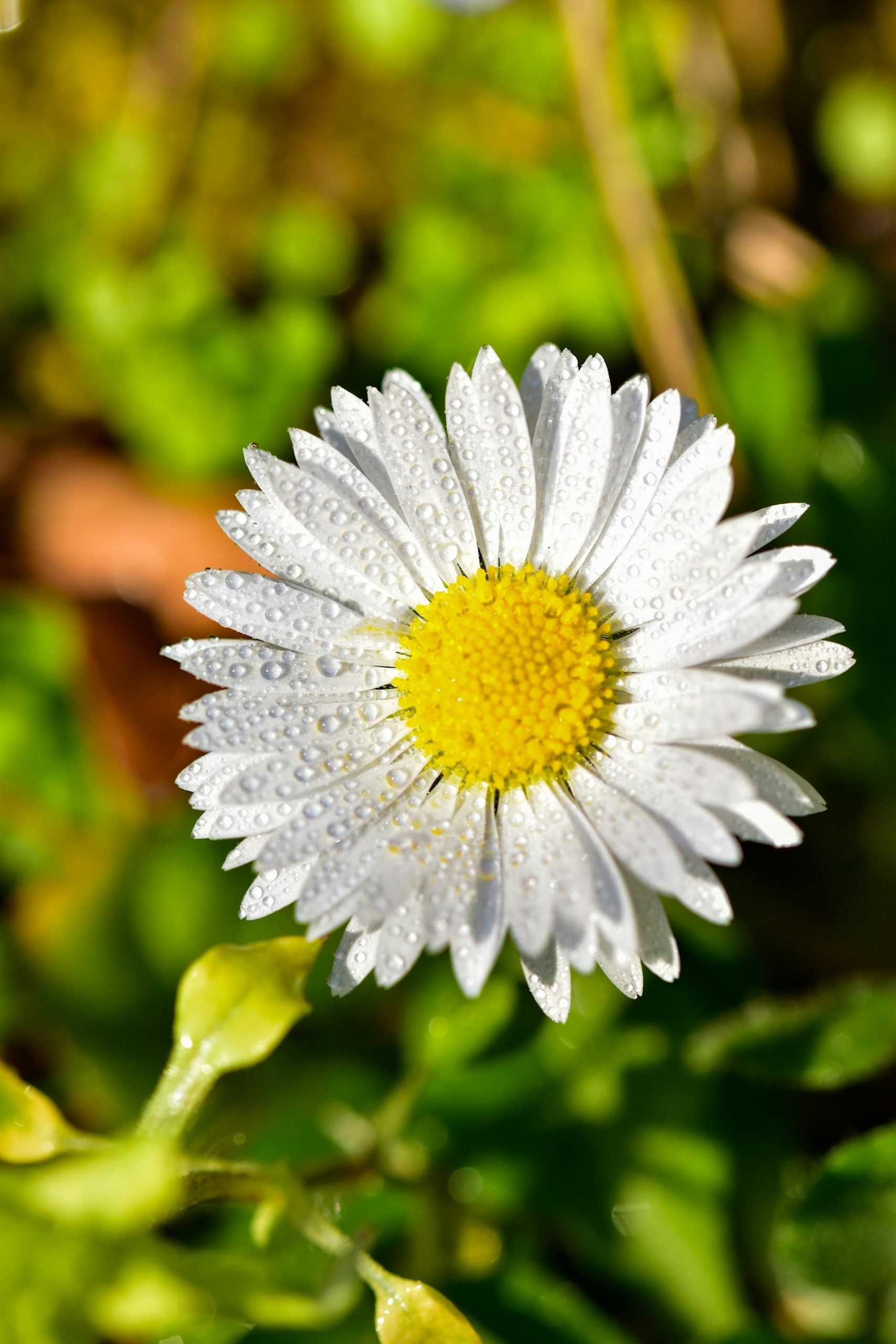 iPhone duvar kağıdı beyaz çiçek 4K arka plan