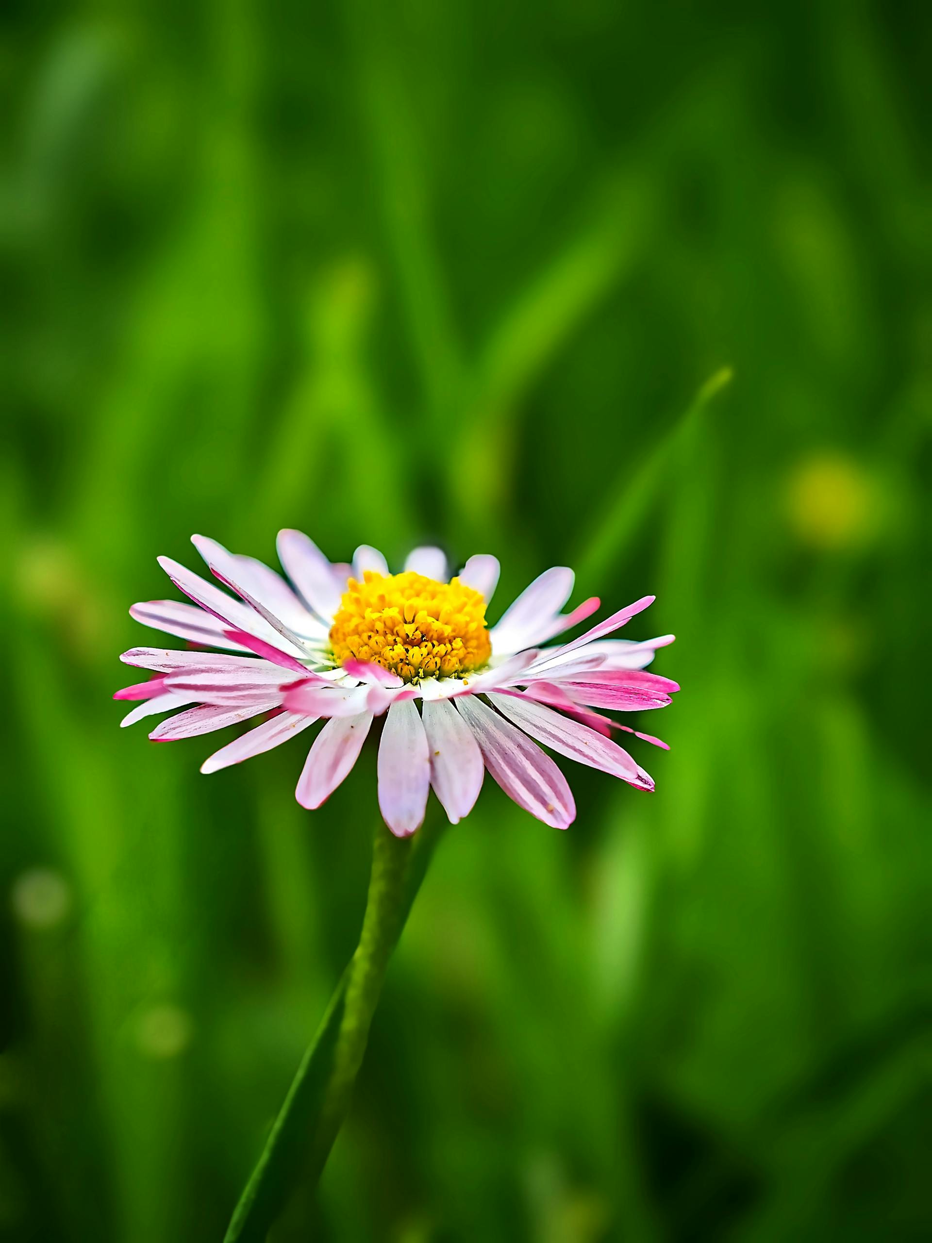 iPhone duvar kağıdı papatya 4K arka plan