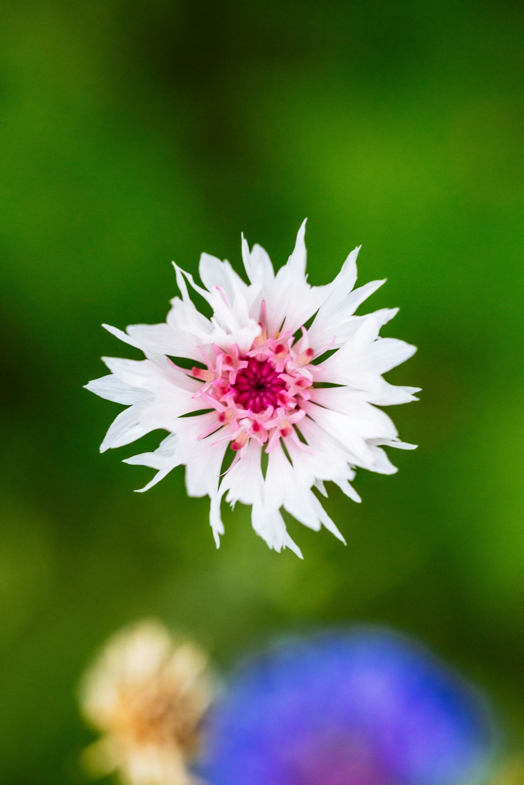 iPhone duvar kağıdı 4K doğa temalı beyaz çiçek