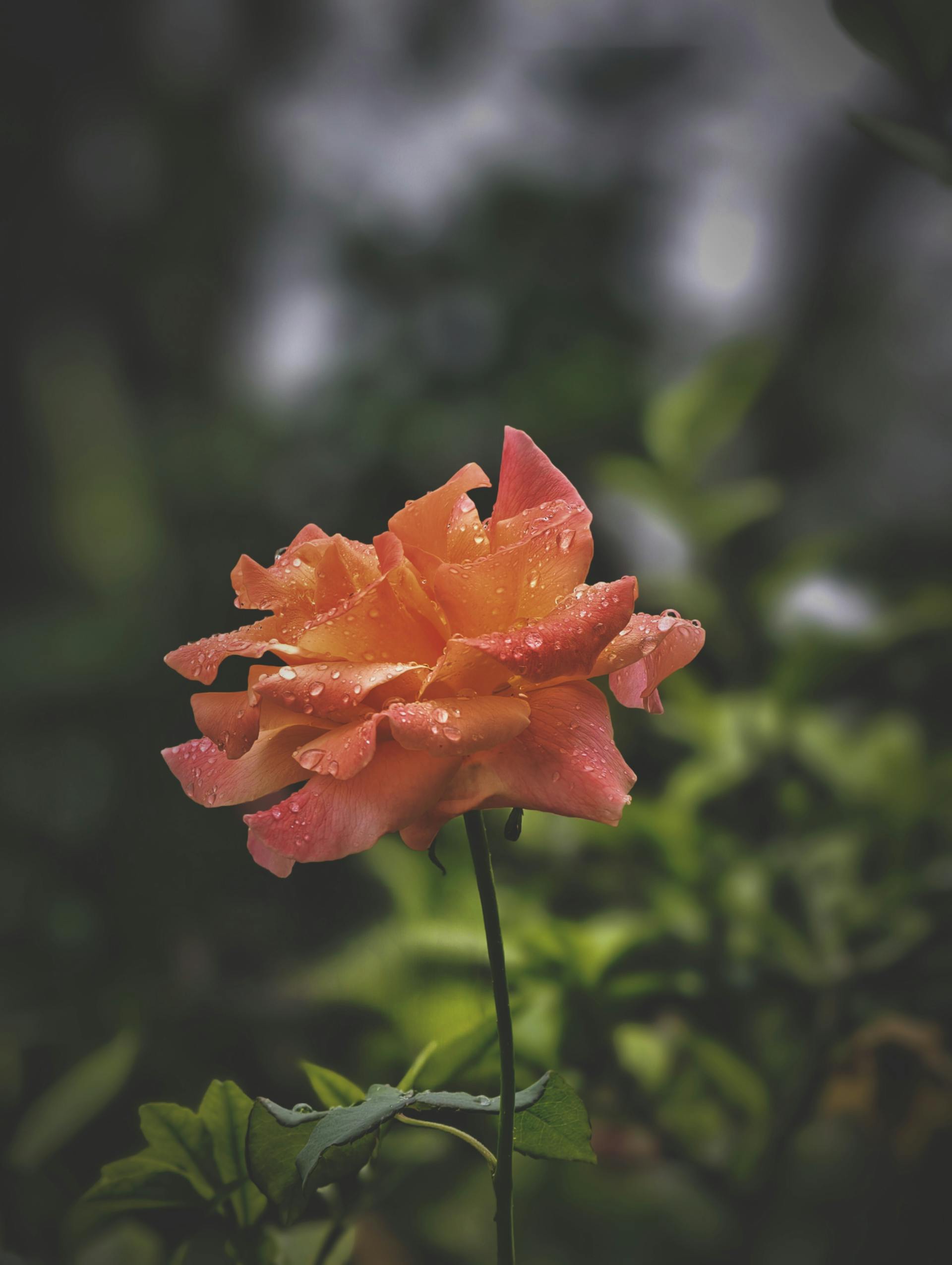 iPhone duvar kağıdı kırmızı gül 4K arka plan