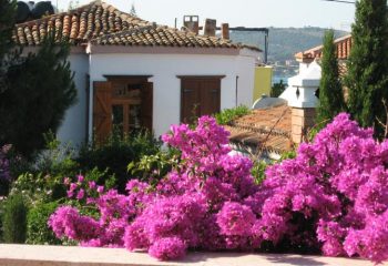 begonvilla12